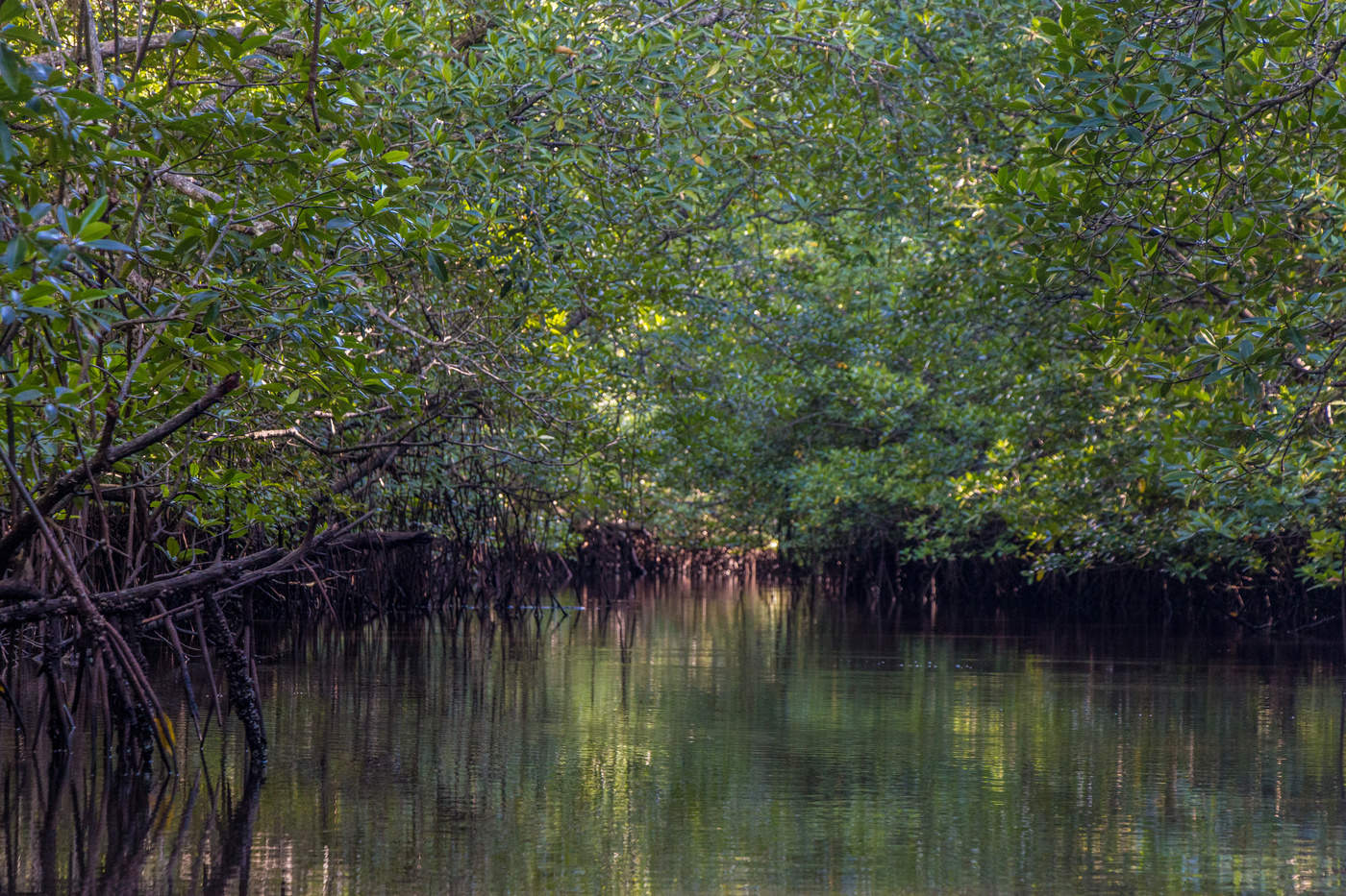 Калимантан мангровые леса