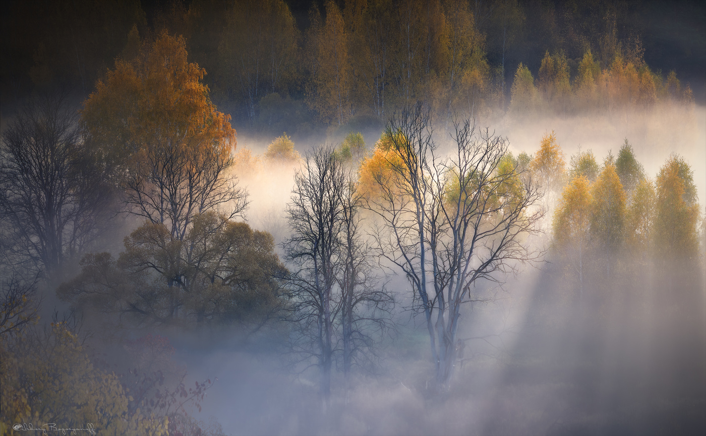Осень туман рассвет