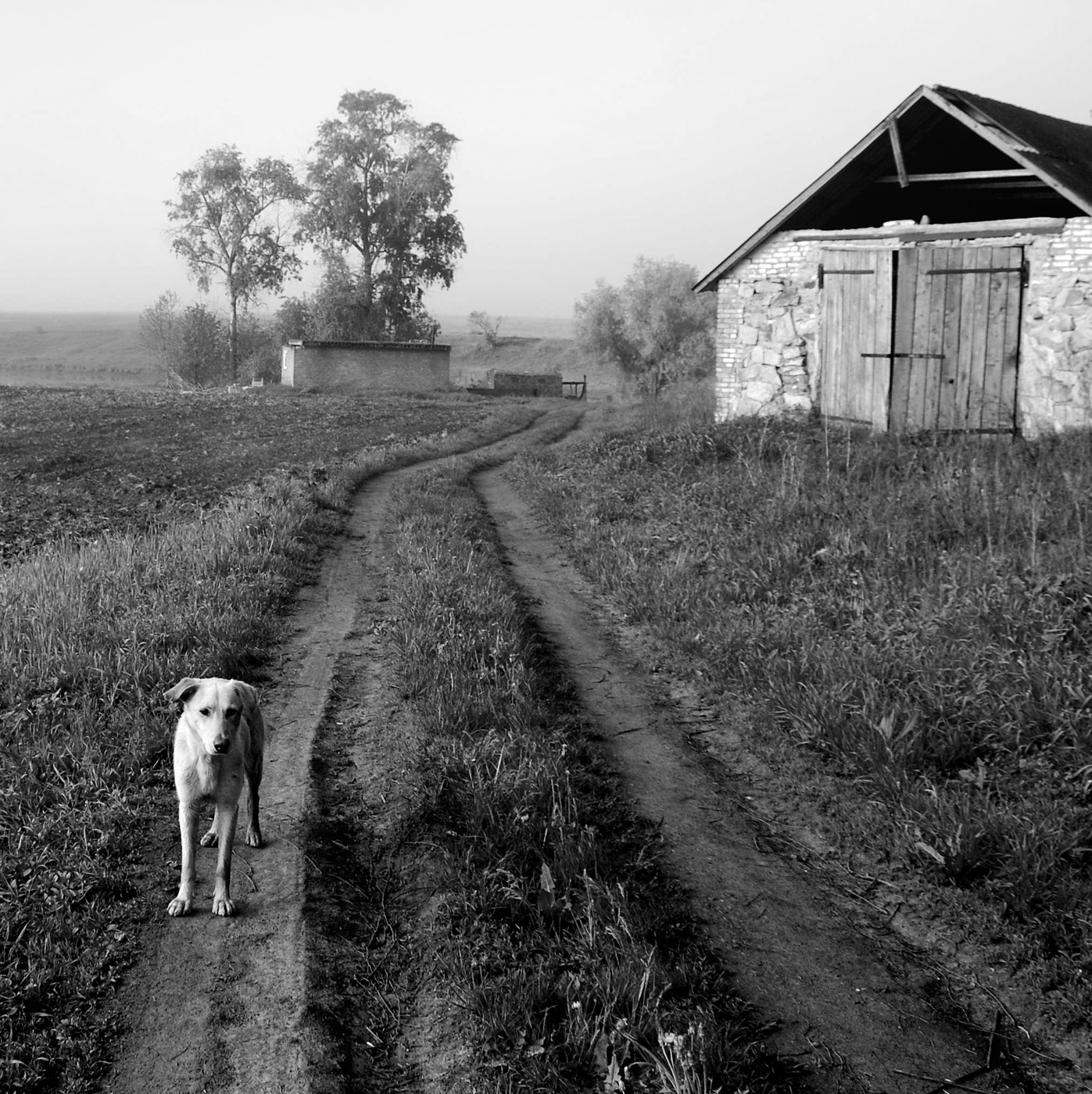 Брошенный мир слушать. Собака в поле с домом игра. Бросать картинка. Собака в поле с домом игра 1990. Брошенные дачи фото.