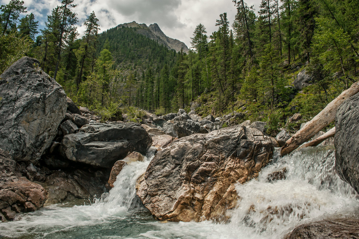 Шумак фото в хорошем качестве