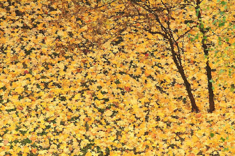 осень листья. у подножия кленов ковром лежали желтые листья. у подножия кленов ковром лежали желтые листья. у подножия кленов ковром лежали желтые листья. у подножия кленов ковром лежали желтые листья.