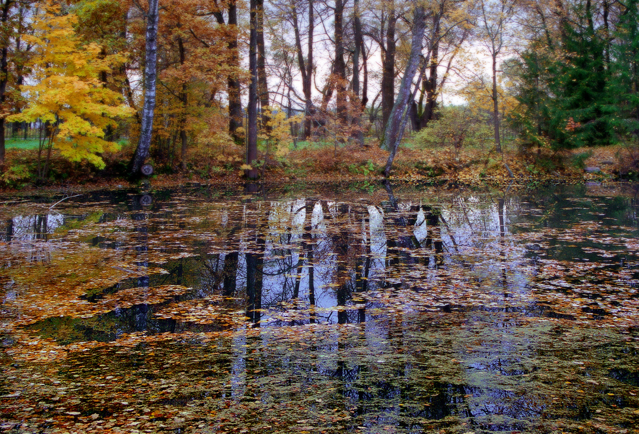 Осенний пруд в Подмосковье