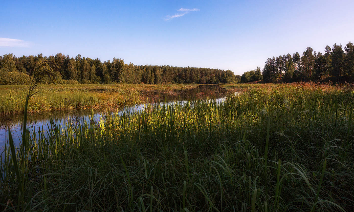 Кострома природа. Река Костромка Костромской области. Речка Костромка в Костроме. Река Тебза Костромская обл. Костромская область летом.