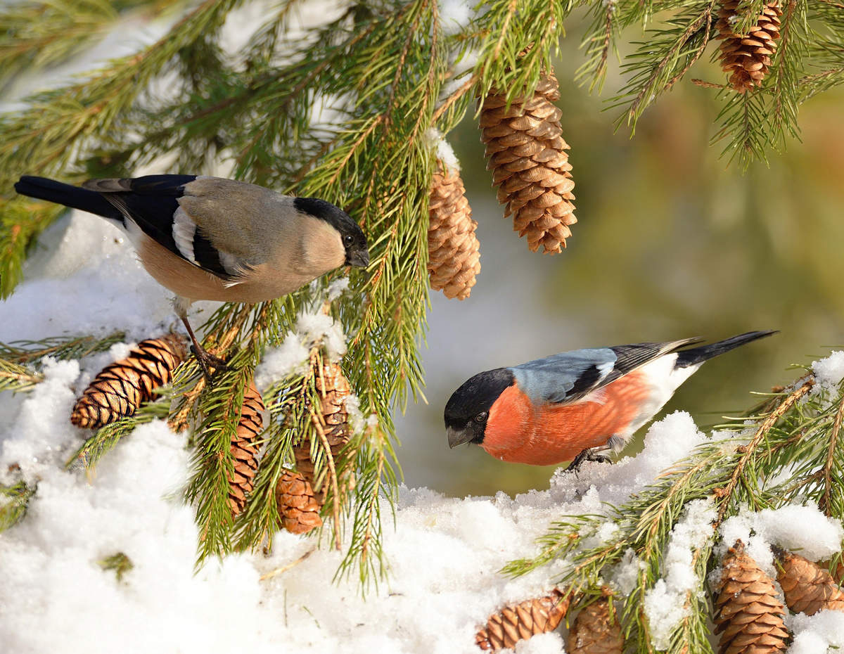 Winter Apples by Tatiana Gusarova, translated by Fledermaus