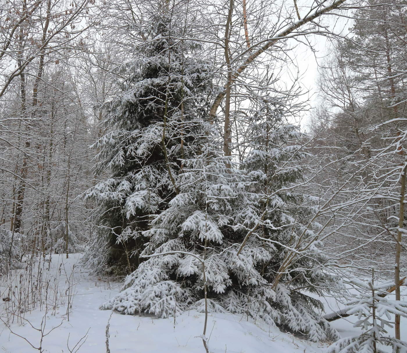 Самурский лес зимой