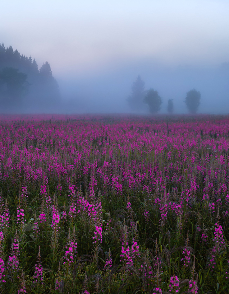 Сиреневый туман фото