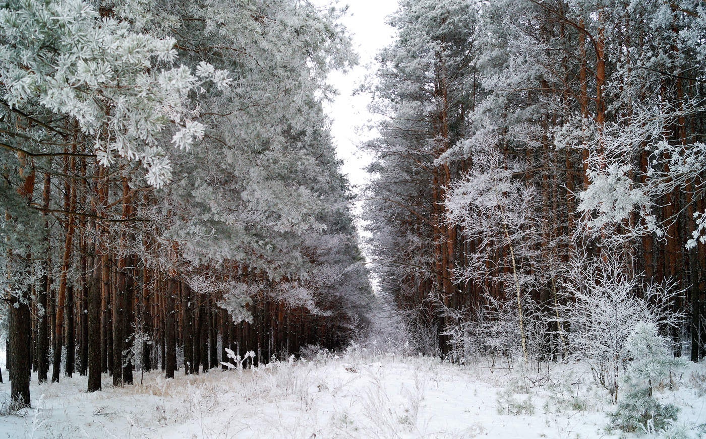 Зимняя просека в лесу