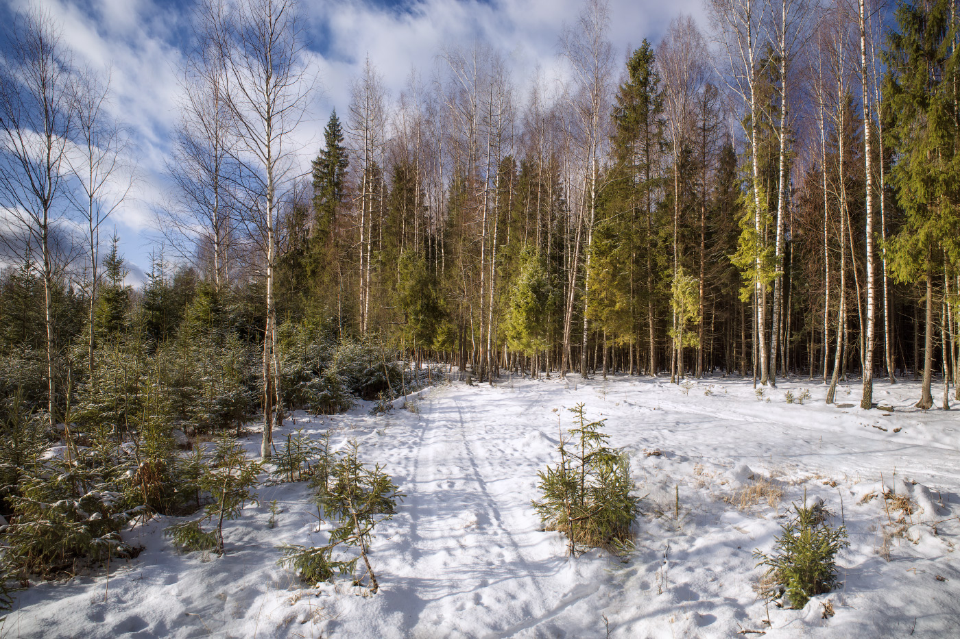 Белорусский зимний лес
