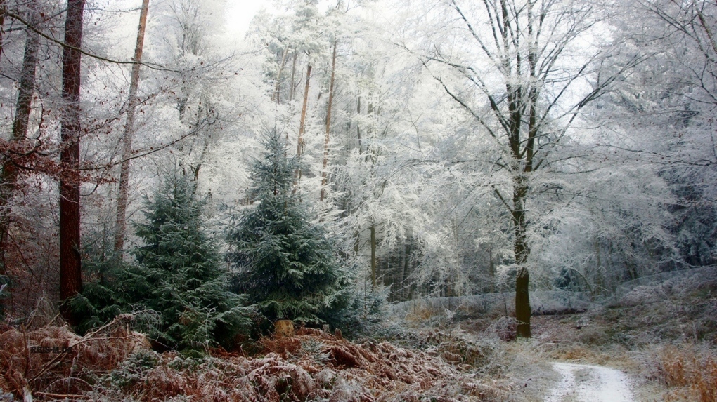 зима в душе. дыхание зимы на рабочий стол. тихо дышит зимний лес. красивый зимний лес. дыхание зимы.
