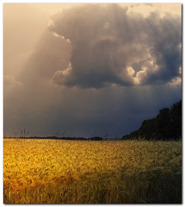 Описание перед грозой. Природа перед грозой. Солнце перед грозой. Небо перед грозой. Предгрозовой пейзаж.