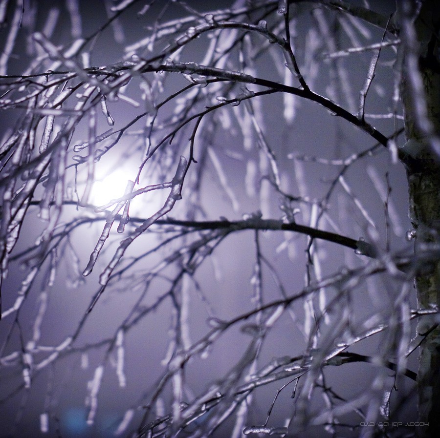 Тихо ночью покрывает лед. Обледенелые деревья. Обледенелые ветки деревьев. Лед на ветках деревьев. Ледяной дождь.