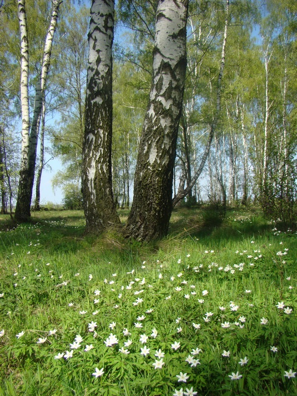Конец весны начало лета. Березовая роща Удмуртия. Природа России весной. Лес весной.