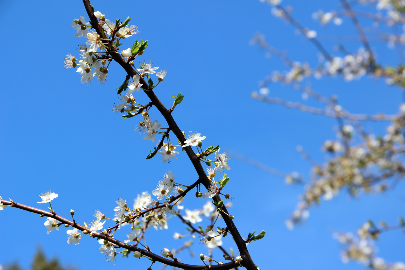 Весенняя веточка / Зацвели плодовые деревья, небо синее не бывает Это  значит весна!