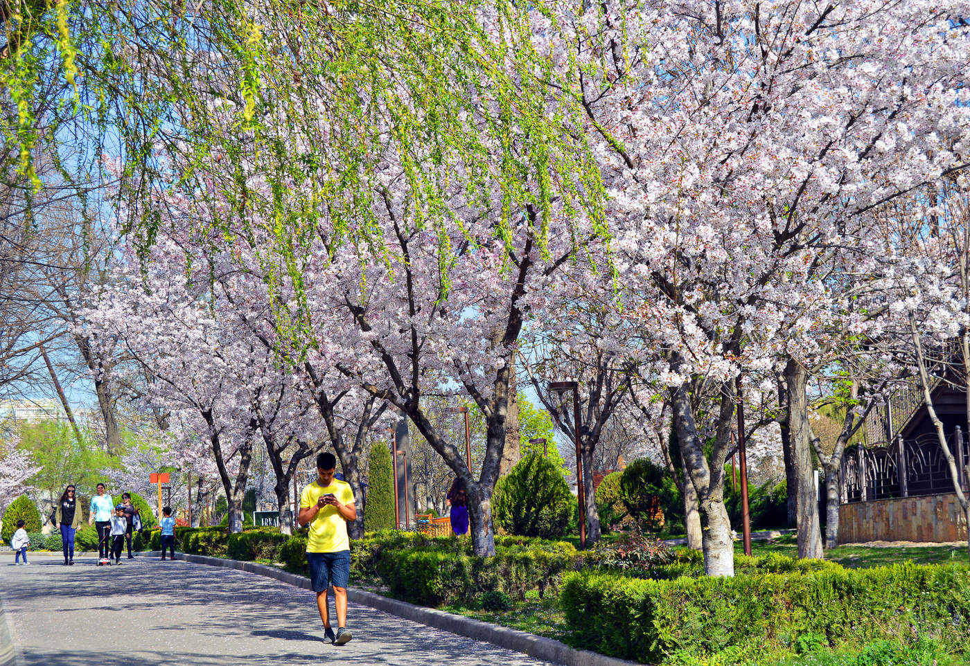 Урюк цветет в Ташкенте городе