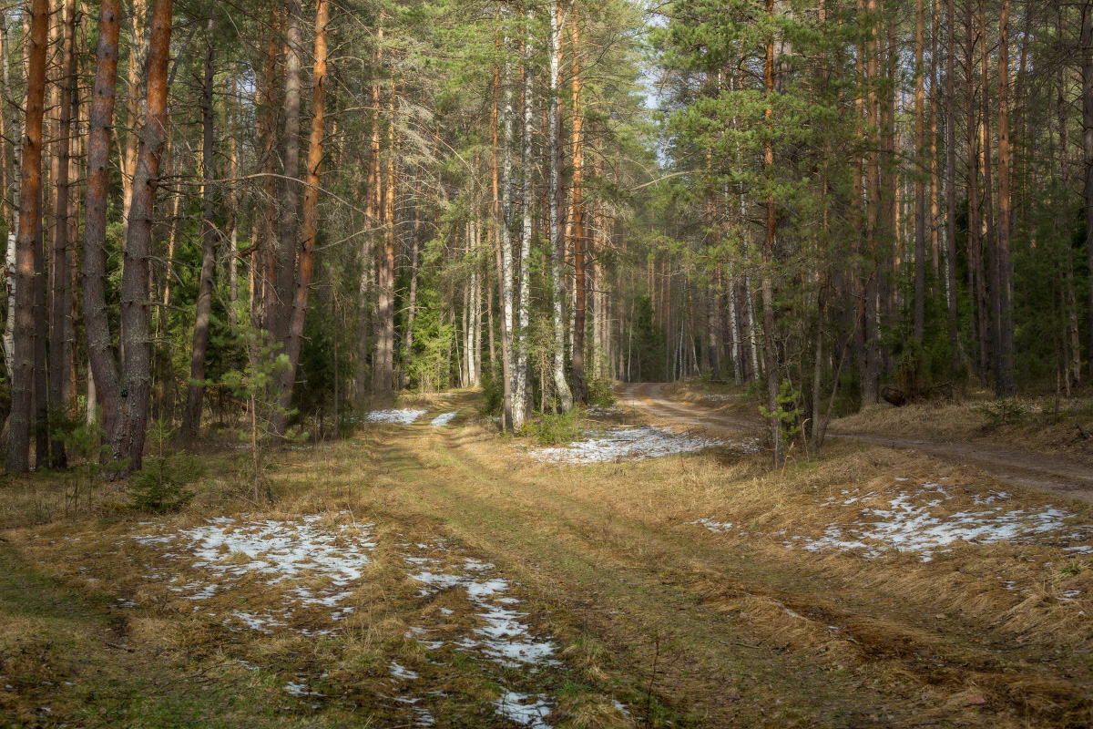 Прогулка по весеннему лесу фото