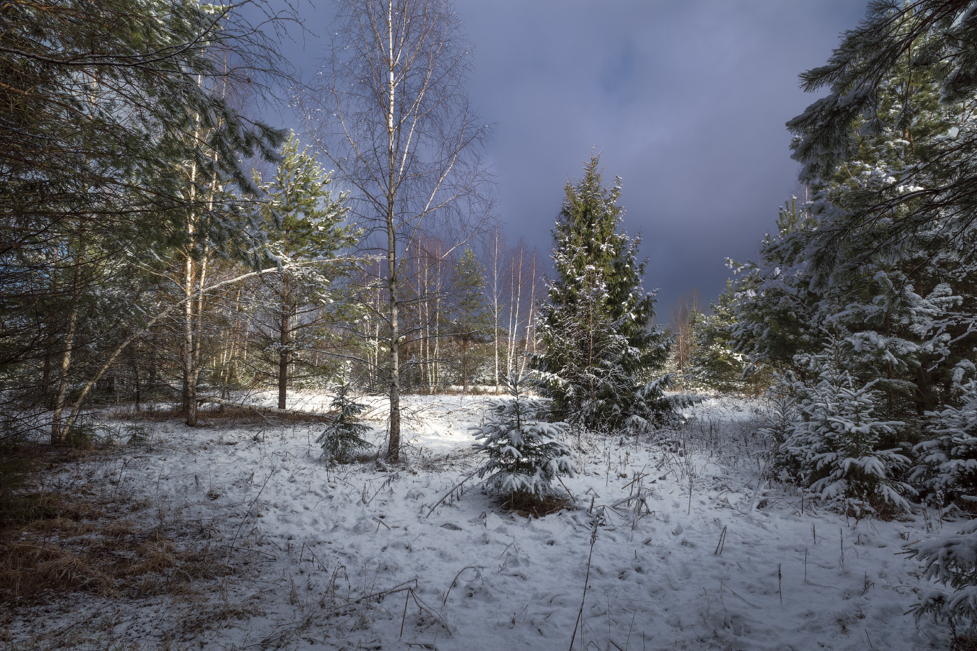 Лес покрытый снегом