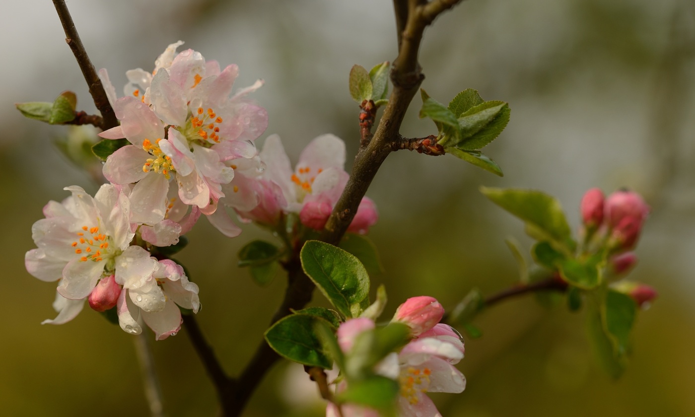 Дикая яблоня цветение