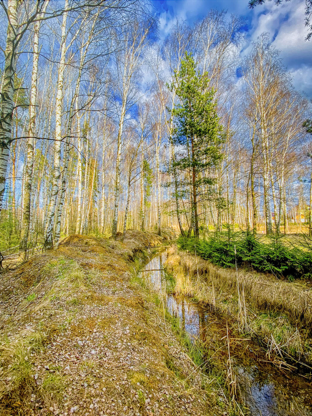 Лес в апреле фото