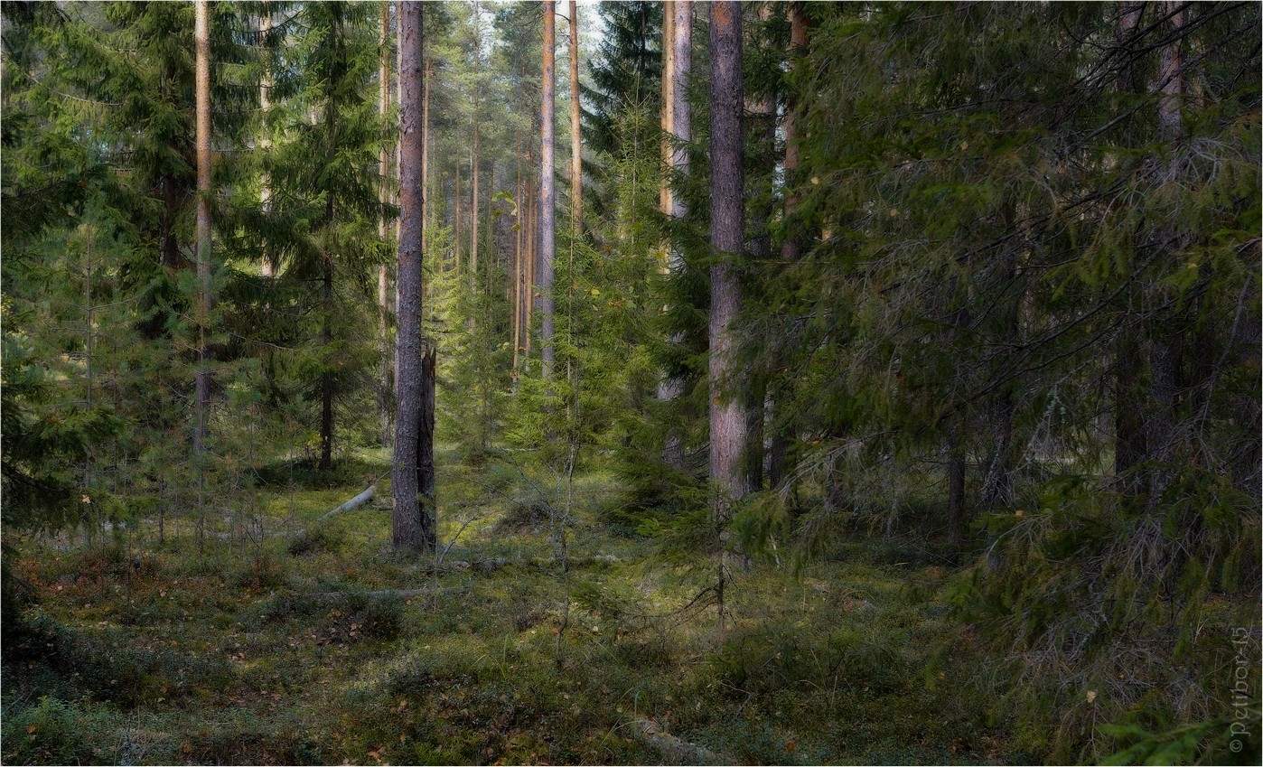 Петров Весна в жизни леса