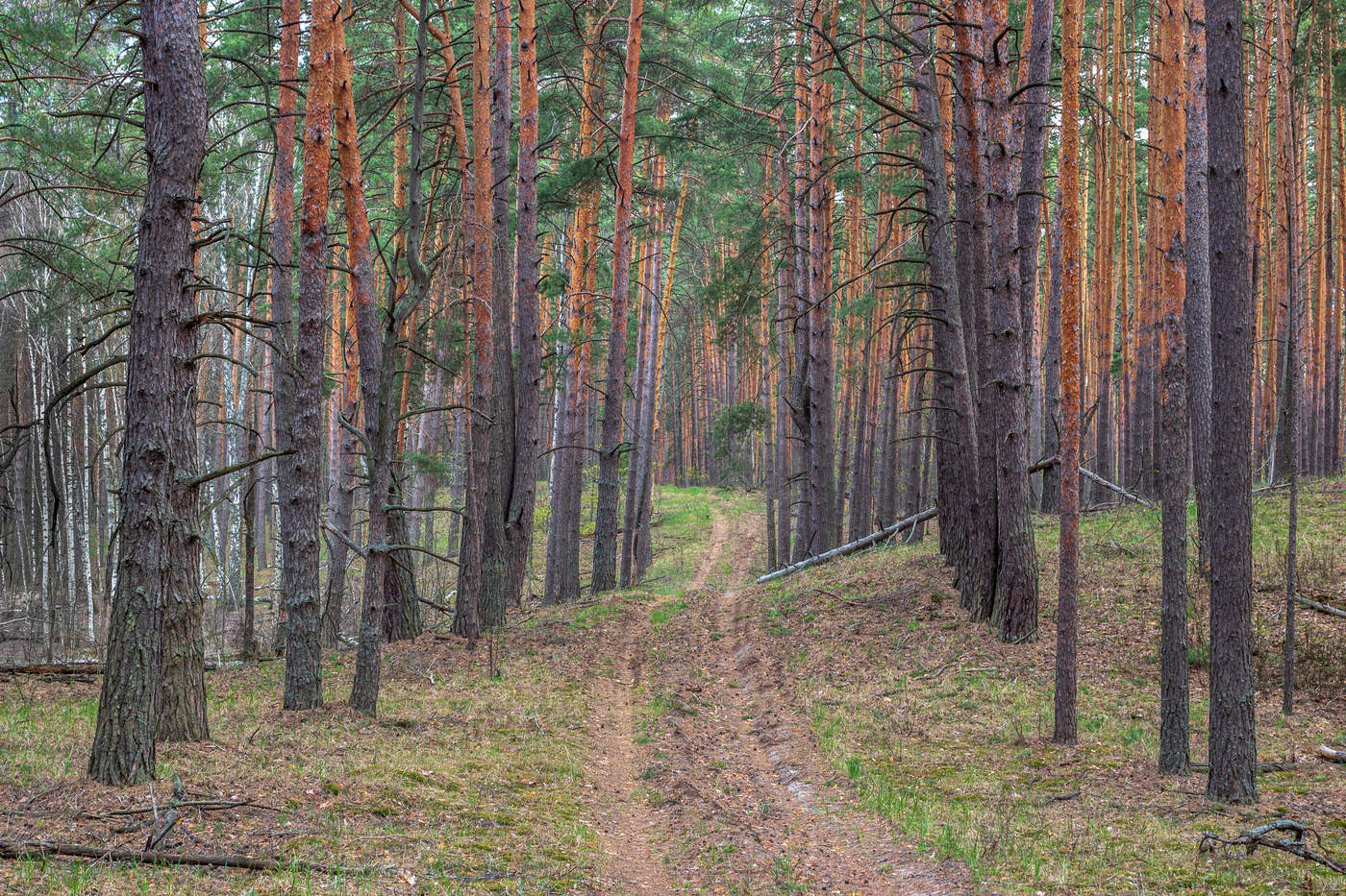 Фото Сосновый Бор Район