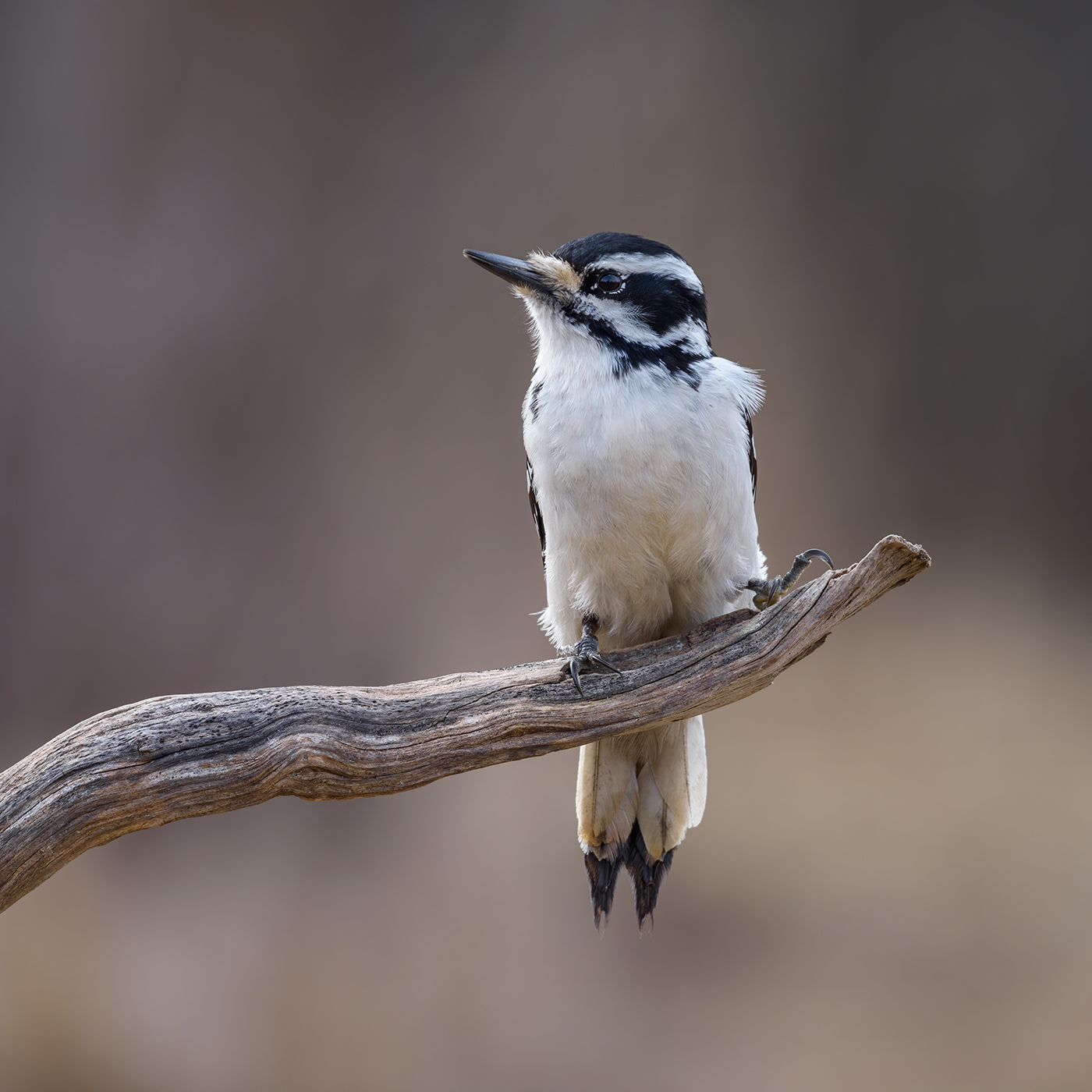 Juvenile hairy Woodpecker