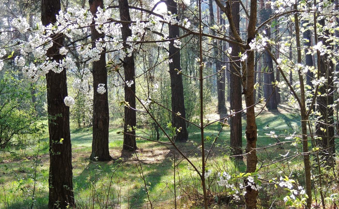 Весна в Челябинском лесу