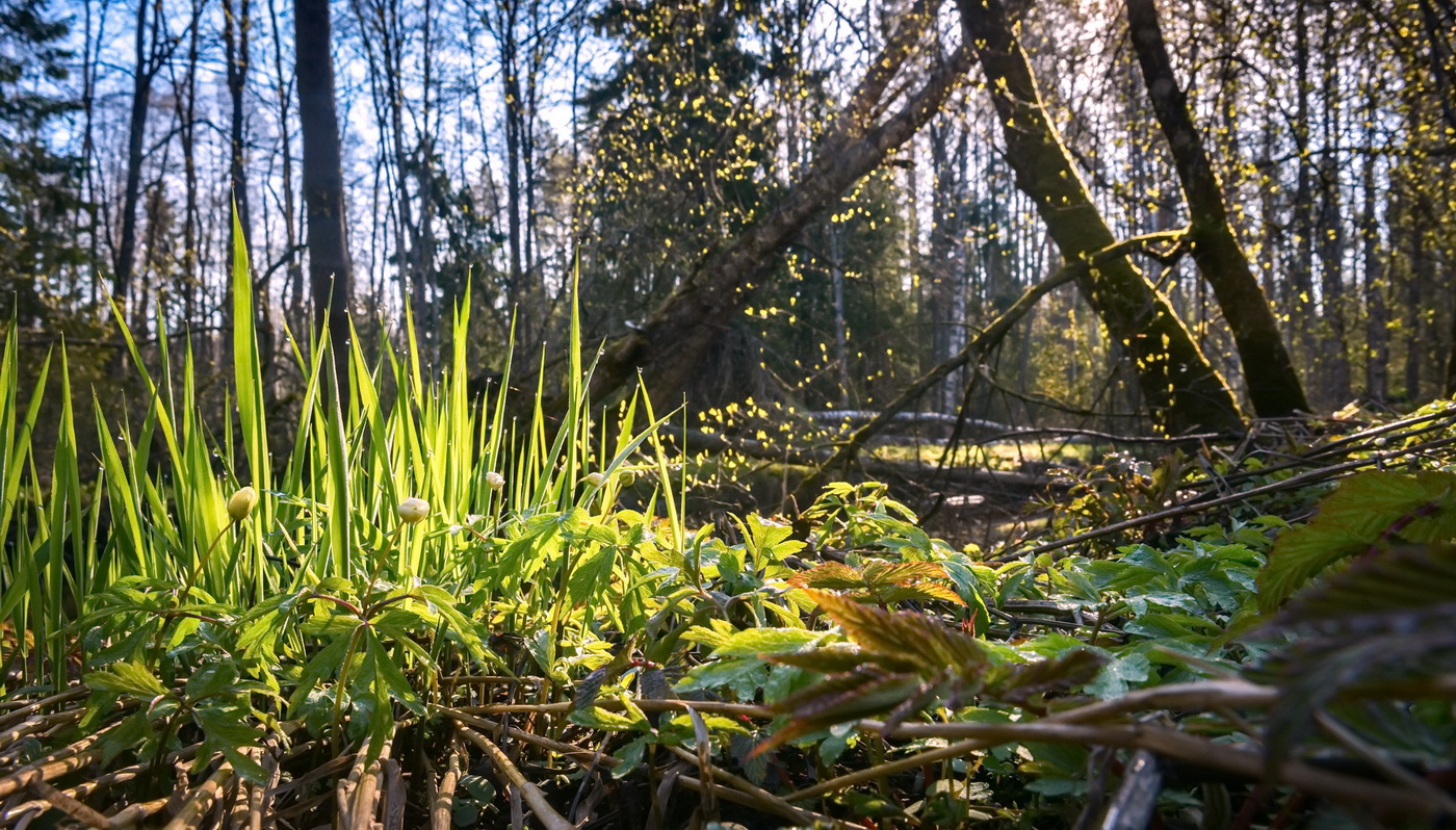 Весна в Ленинградской области