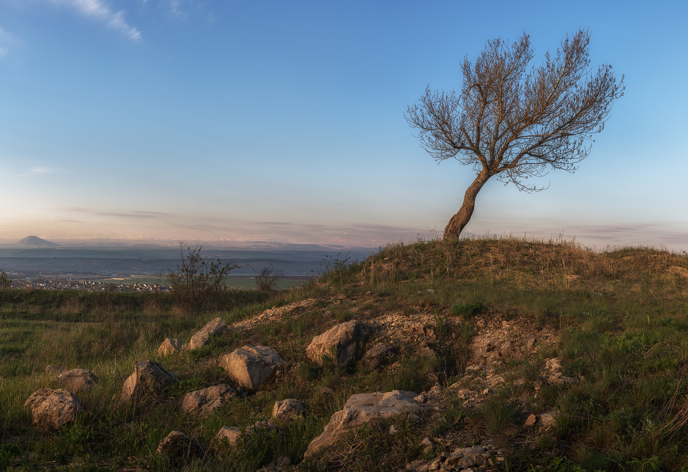 Картина одинокое дерево на Кавказе