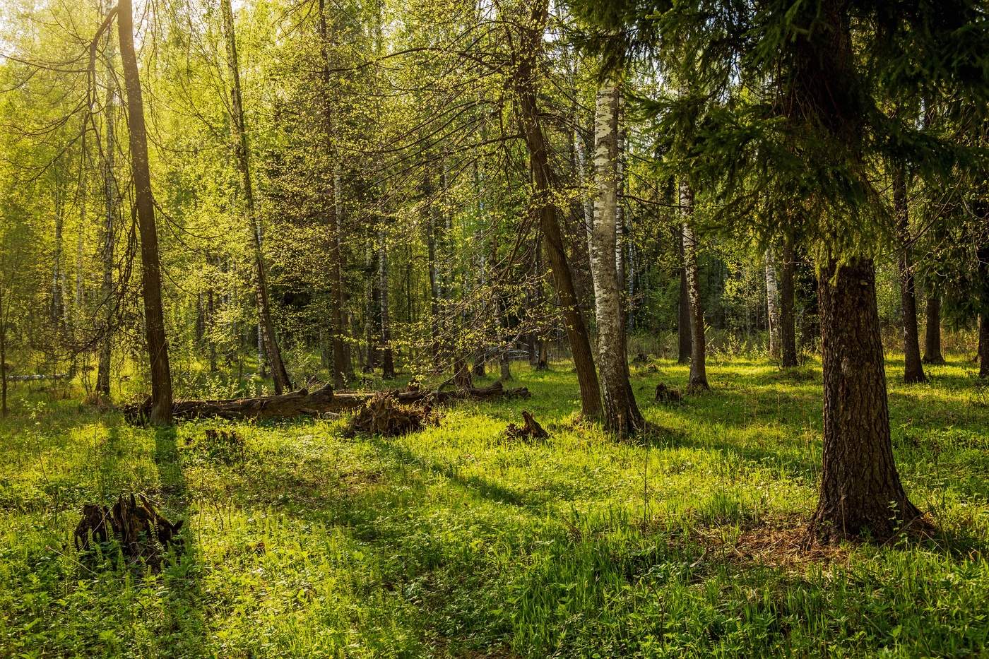 Сосновый лес Татарстана