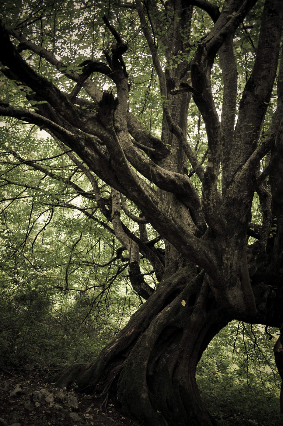 Древо стар. Лес Бусаку. Абхазия черное дерево. Дубовый лес Абхазия. Древнее дерево.