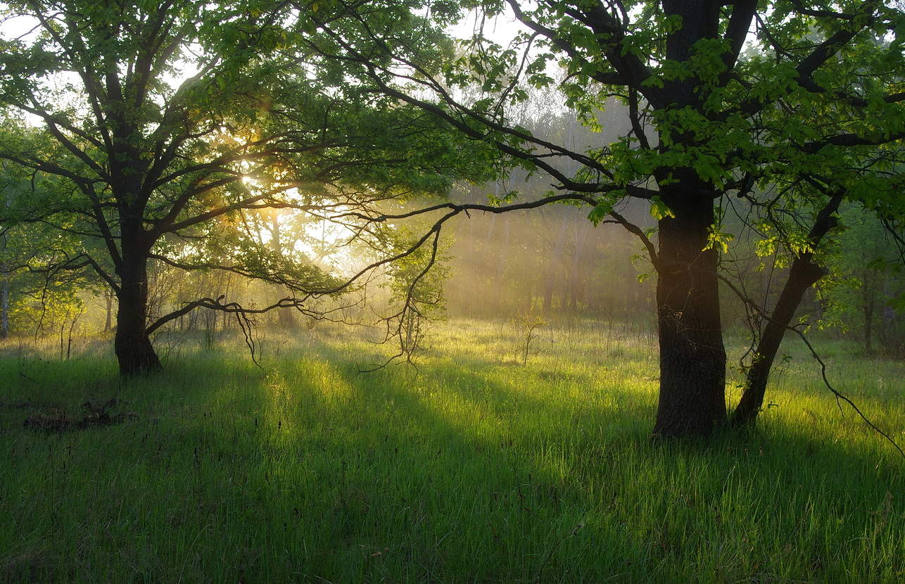Фотосайты . Ru / бронзовое утро лес .