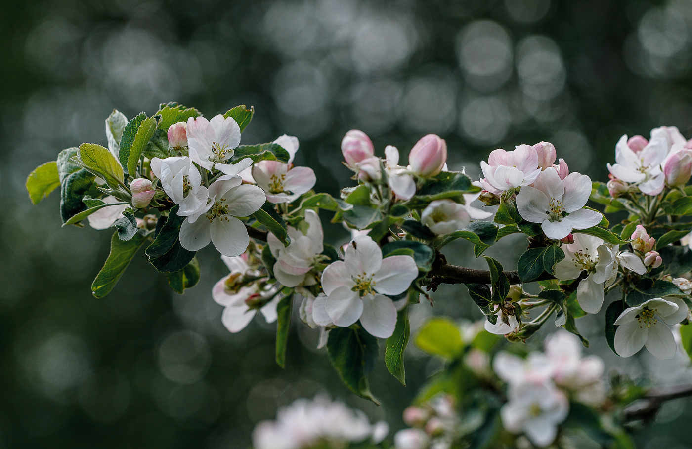 Яблоневый сад комсомольск на амуре фото