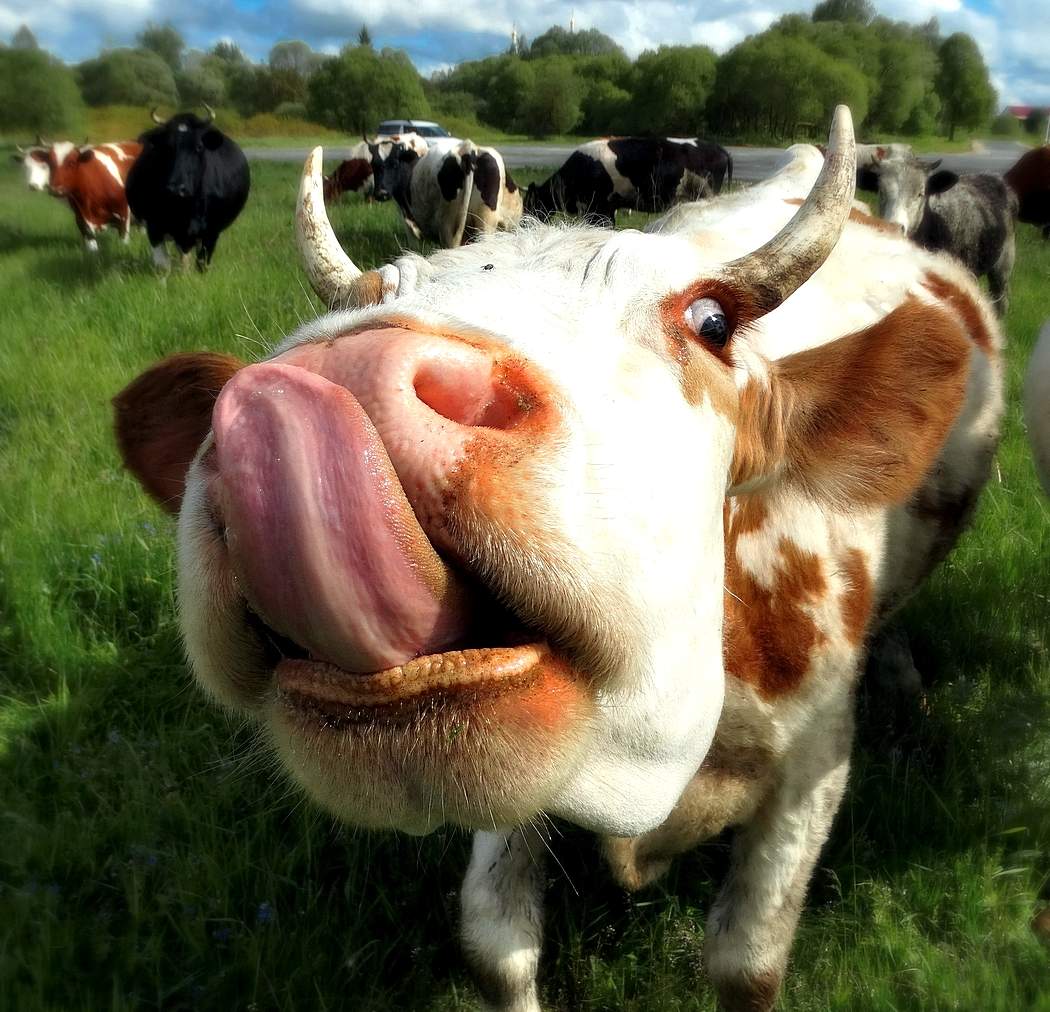 корова с языком картинки