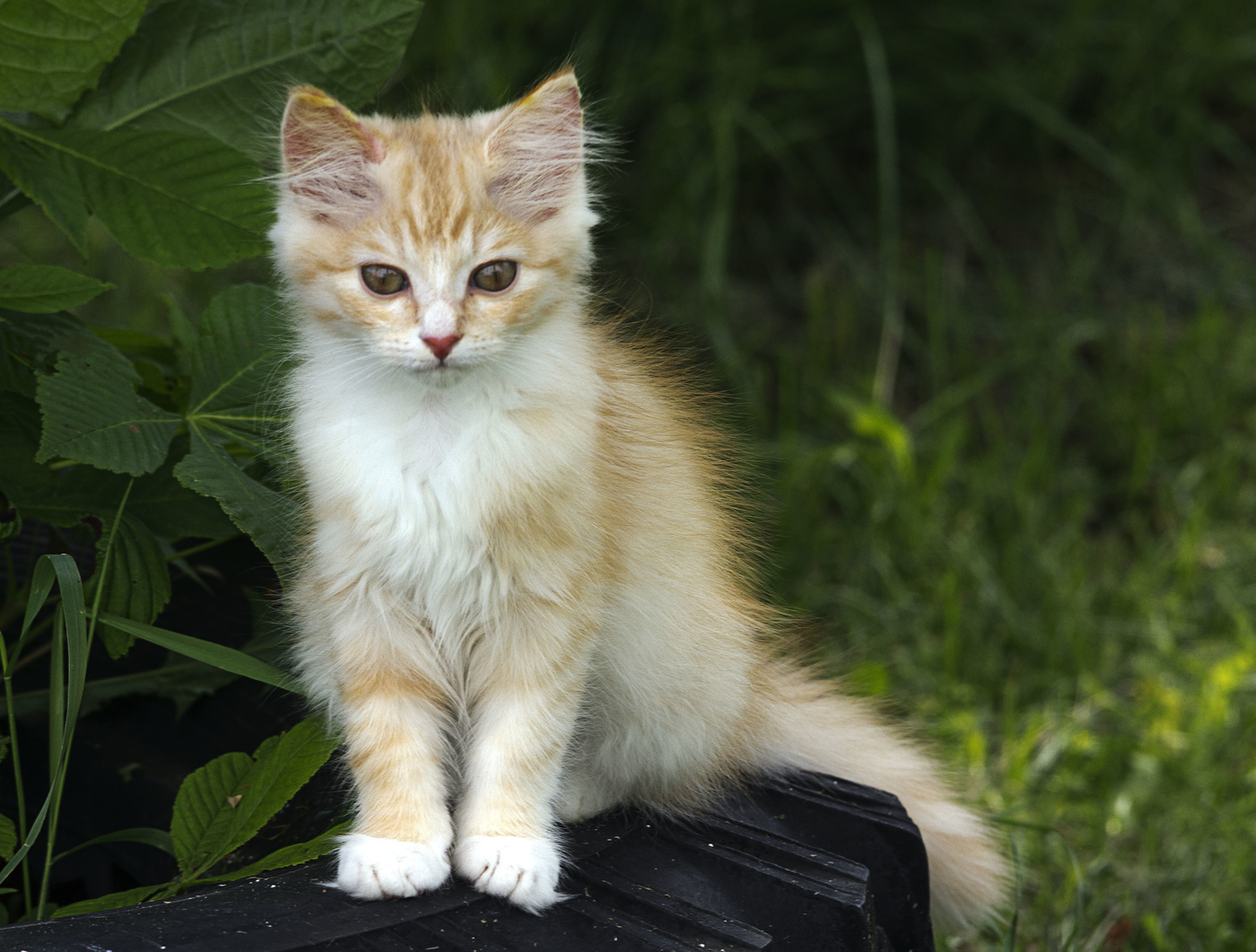 Мяу котят. Котик мяу. Рыжий мяу. Рыжий кот мяу. Котёнок рыжий мяу.