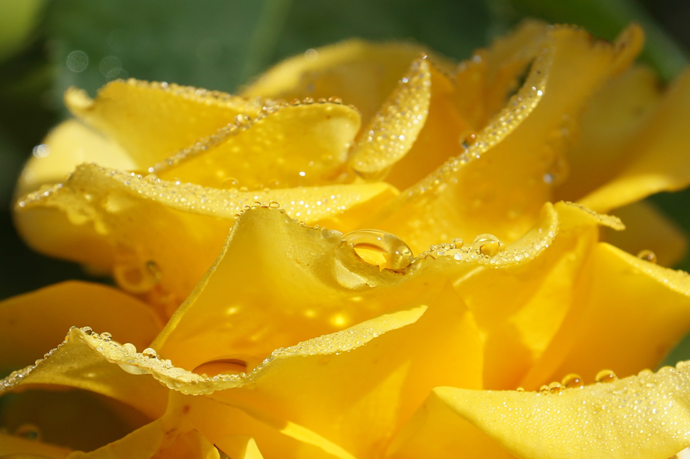 Жёлтые розы фото с капельками росы картинки