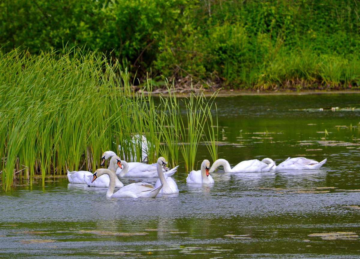 Лебеди в пруду фото