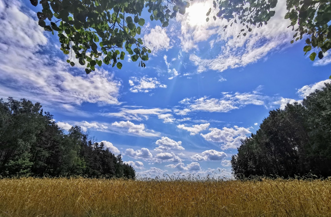 Фото березы поле ржаное синее небо