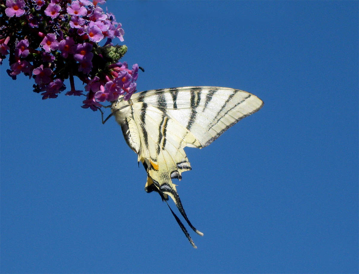 На цветок летит мотылек. Бабочки летают. Мотыльки летают. Полёт бабочки. Бабочка летит.
