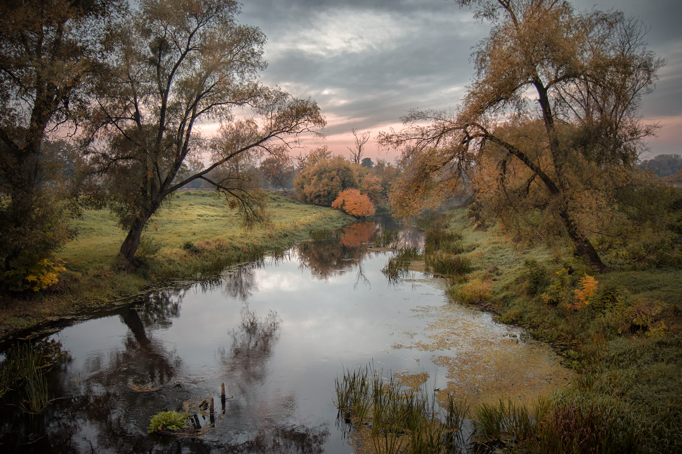 Осенняя трава кусты берег реки