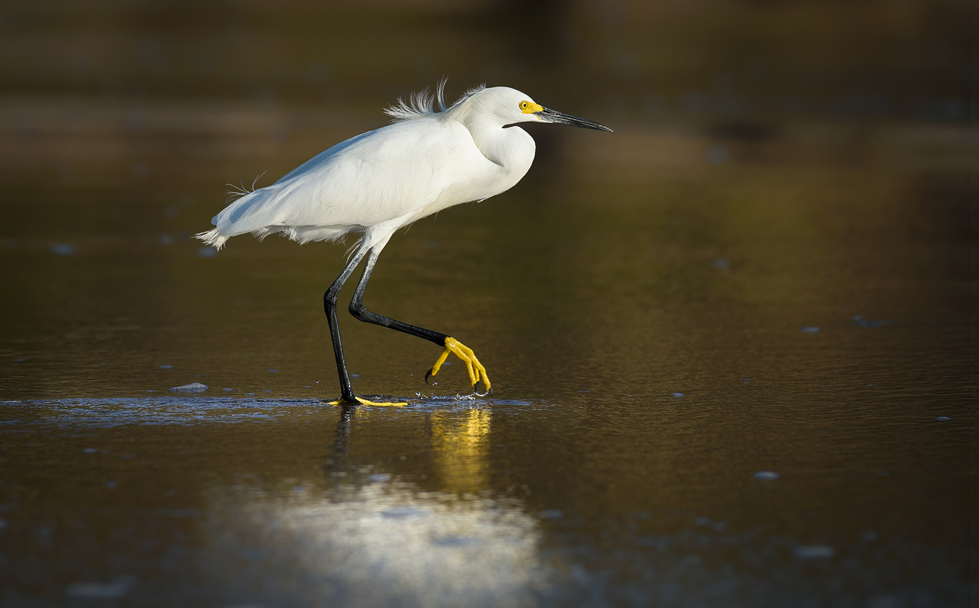 Snowy Egret