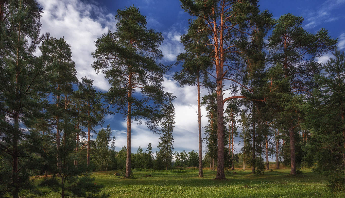 Сосновый лес Костромской области