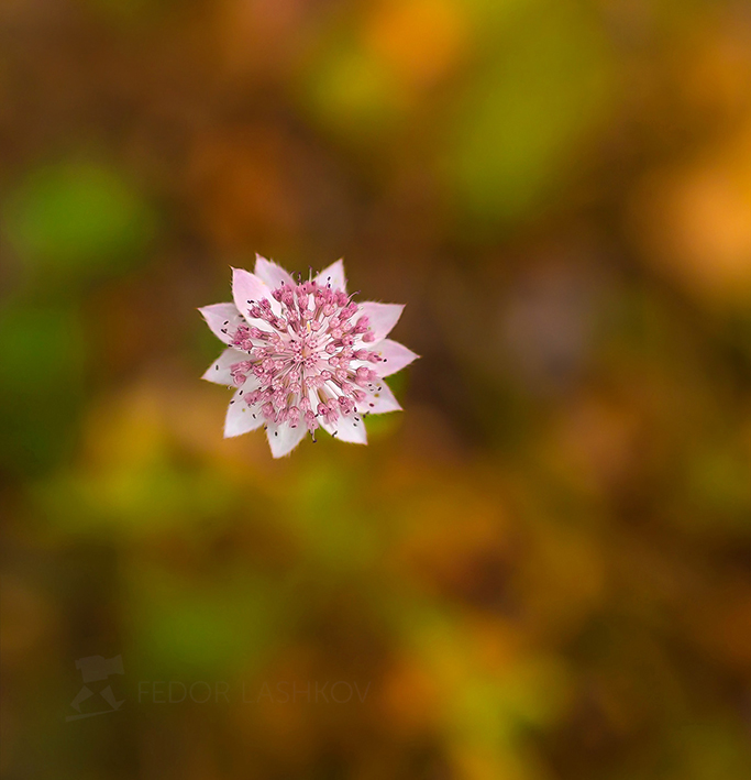 Astrantia maxima