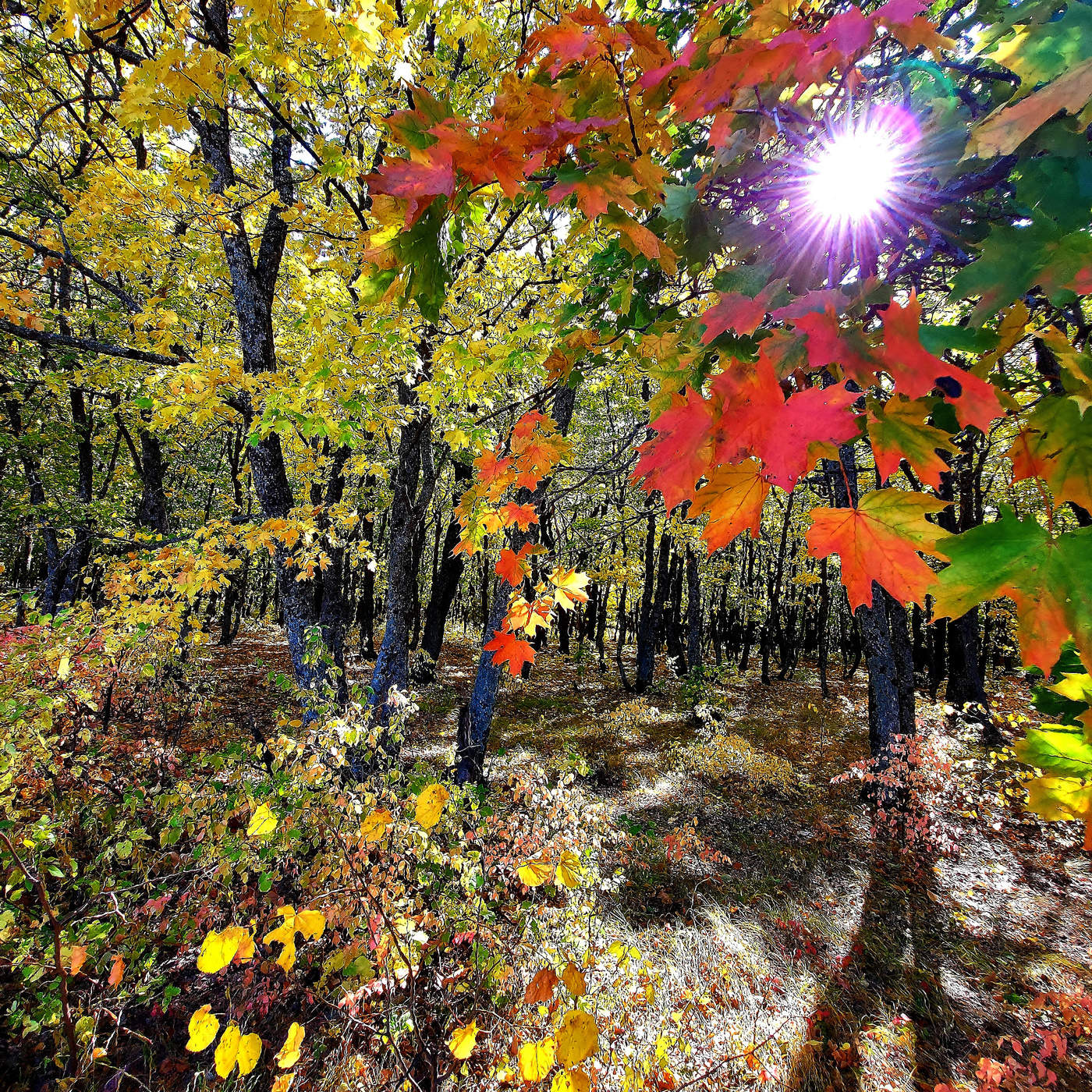 Осенний лес октябрь