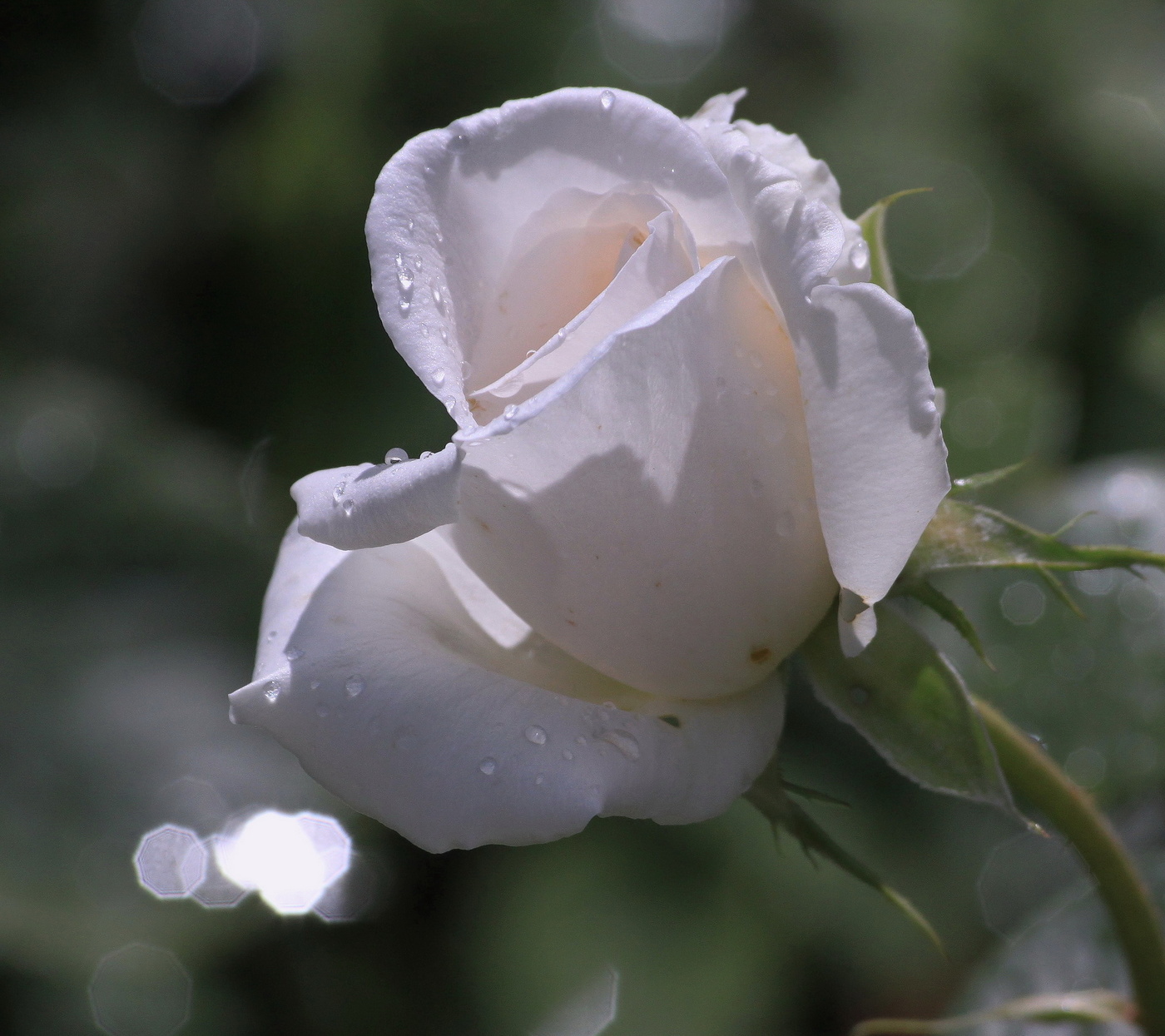 Белый тет. Бутон белой розы. Красивые белые розы. Белоснежные розы.