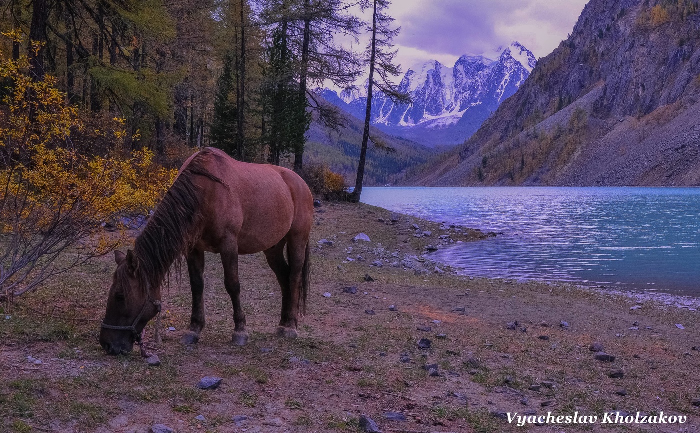 Алтайская лошадь фото Лошадь на берегу Шавлинского озера