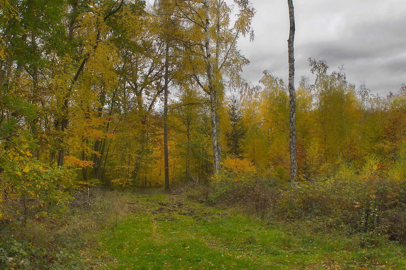 Осенний перед. Осень перед дождем. Перед осенью. Осенний лес Подольск пасмурно. Лесополоса Свердловская область осень пасмурная.