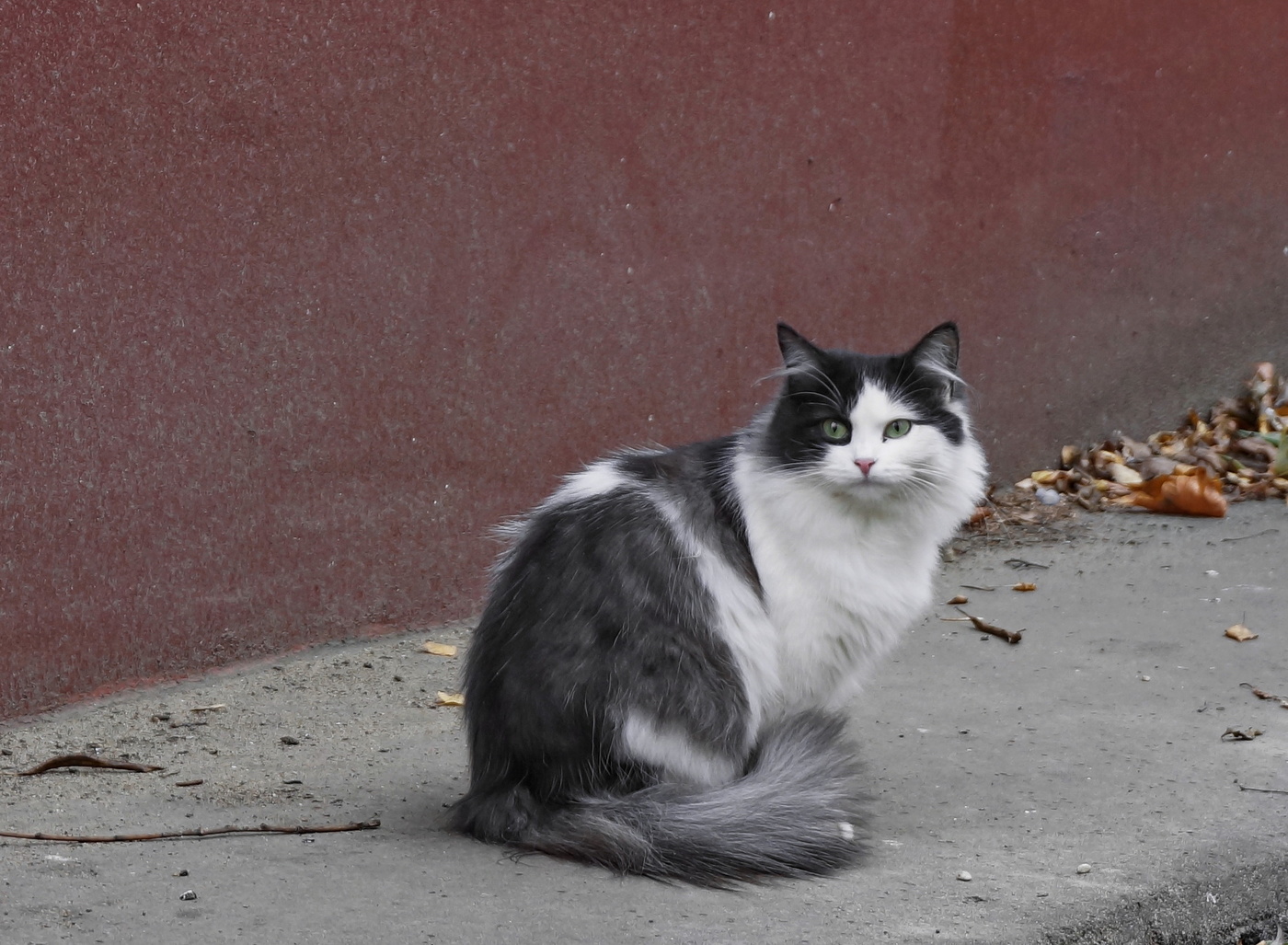 Хрустальная Кошка Фото