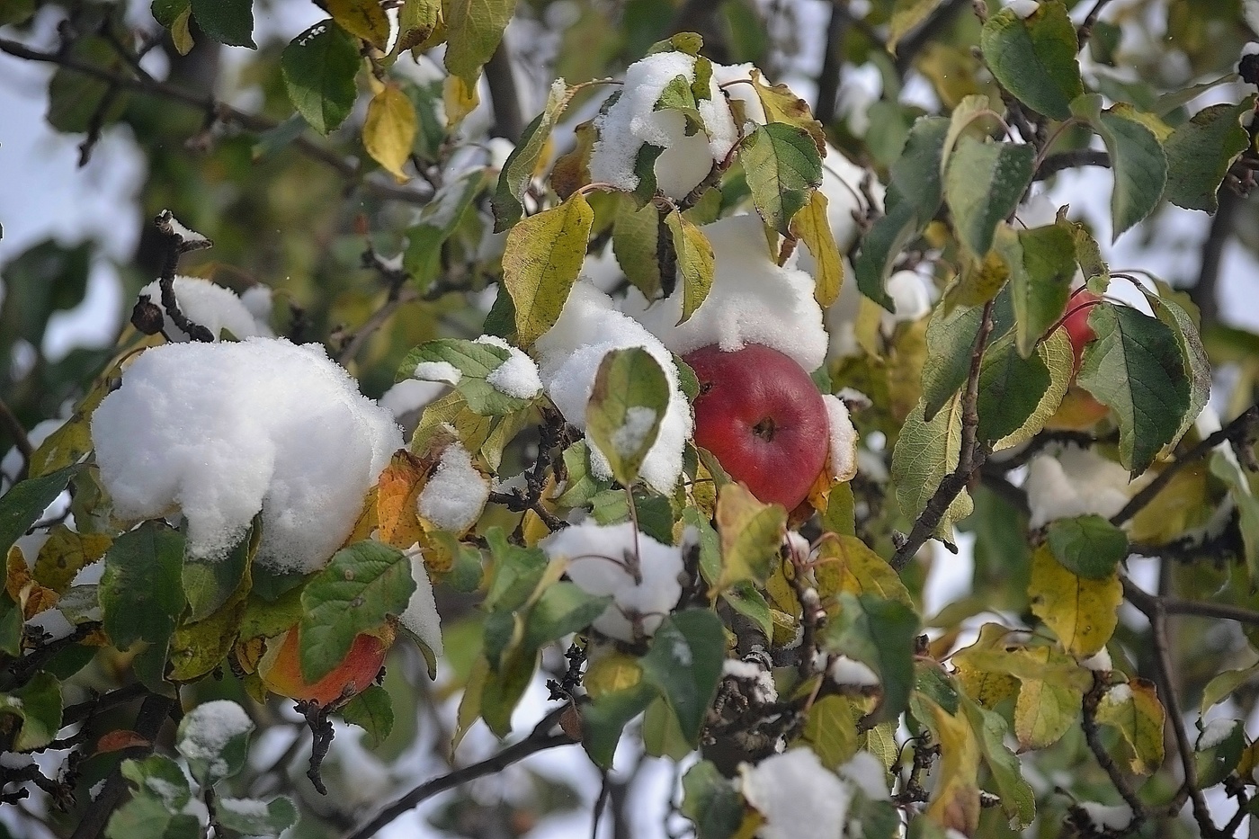 Яблоня вологодское зимнее описание сорта фото