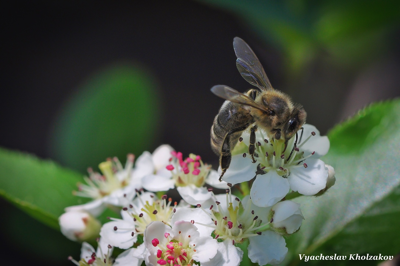 Какие отношения между яблоней и домашней пчелой. Опыление яблони пчелами. Пчела на цветущей яблоне. Пчела на цветке яблони. Пчела на яблоневом цвете.