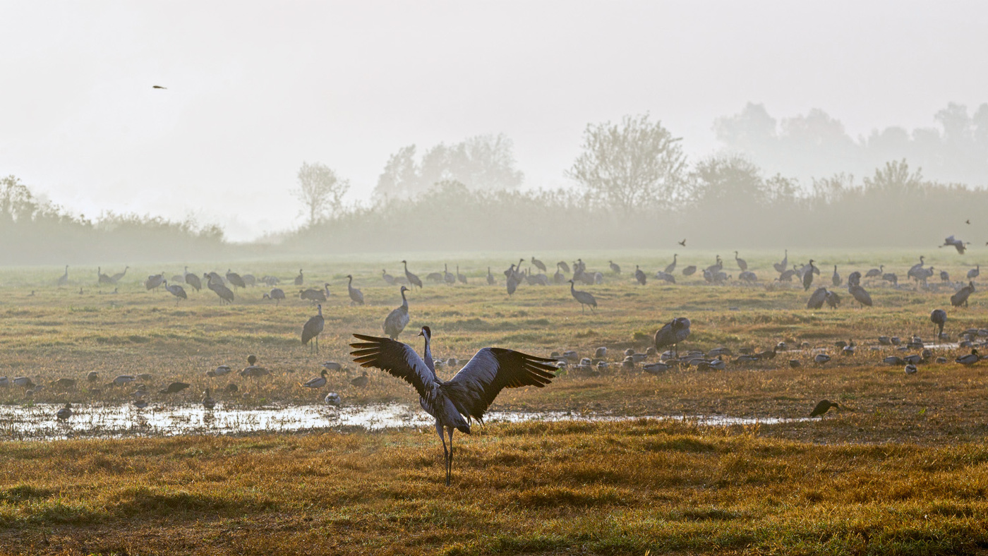 Село журавлиное. Заказник журавлиный нижегородской. Журавлиный горох. Журавль тюменская область. Деревня журавли свердловская область.